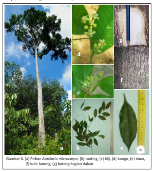 Mengenal Pohon Gaharu Aquilaria Microcarpa Forest Researcher Forda Indonesia